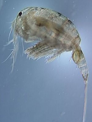 Transparent Copepod