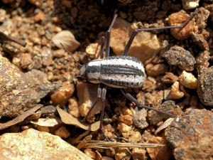 Desert Beetle