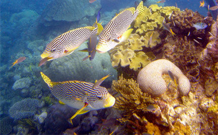 Great Barrier Reef