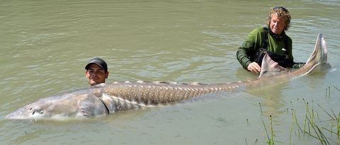 Giant Sturgeon